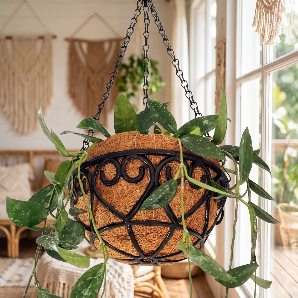 Hanging chain planter with a trailing plant